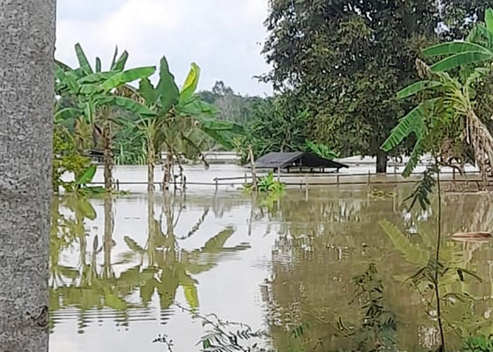 Jerit Petani Lematang PALI Tujuh Kali Ladang Sawah Diterjang Banjir 