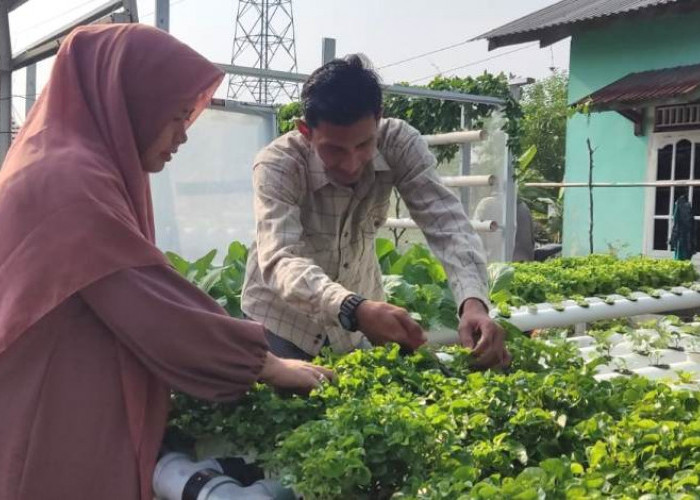 Bisnis Sayur Hidroponik, Pasutri di Palembang Panen Cuan