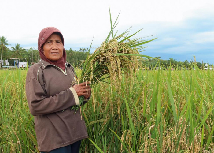 Dukung Program Ketahanan Pangan Nasional, Electrifying Agriculture Hadir di Seluma Bengkulu 