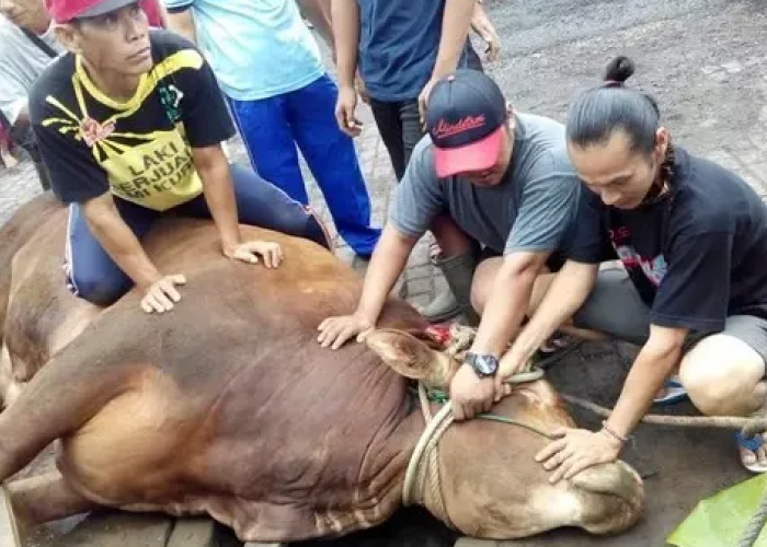 Apakah Boleh Menyembelih Hewan Kurban Sampai Lehernya Putus? Berikut Ketentuannya