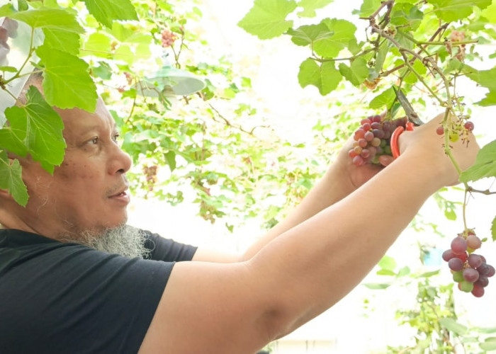 Nikmati Anggur Sambil Rekreasi, Sulap Pekarangan Jadi Lahan Produktif 