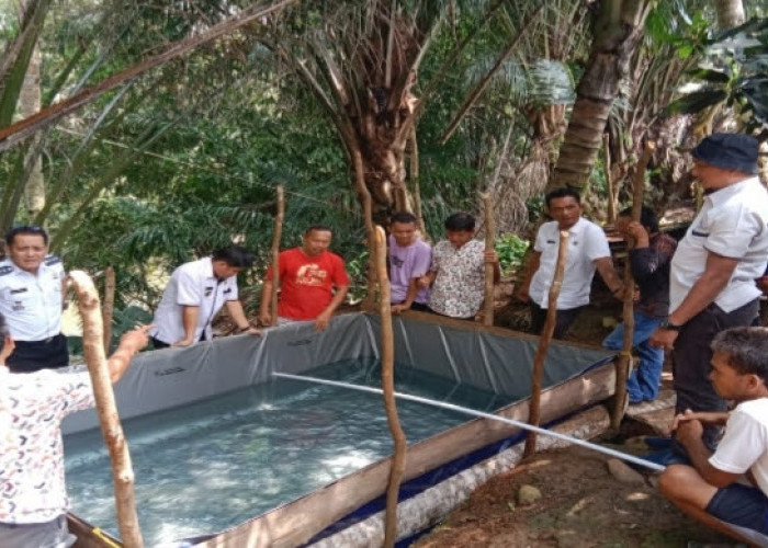 Pemdes Tanjung Ning Empat Lawang Bagikan 45 Ribu Bibit Ikan Patin   