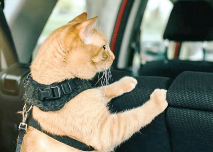 Penting Jaga Kebersihan Kabin Mobil saat Bawa Hewan Peliharaan, Berikut Tips dan Triknya