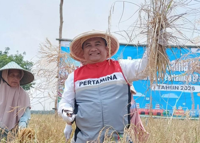 Terbengkalai Sejak 2008, Lahan Pertanian di Pengabuan Kini Produktif 