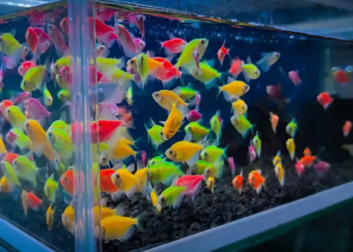 Ungkap Fakta Ikan Glowfish yang Sedang Tren di Kalangan Penghobi Aquatik Palembang