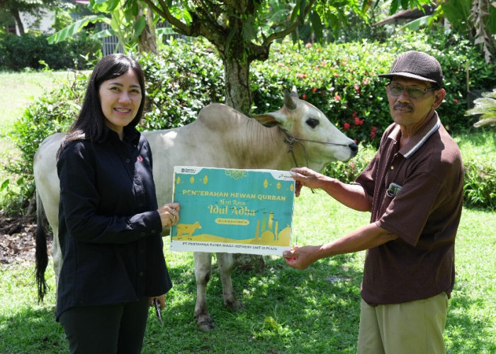 Pertamina Patra Niaga Kilang Plaju Salurkan Hewan Kurban di Idul Adha, 48 Ekor Sapi dan 4 Ekor Kambing