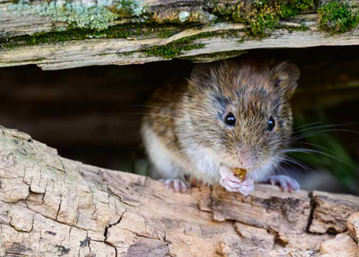 Heboh! Apa Itu Hantavirus? Penyebab Tewasnya 3 Penumpang Kapal Pesiar Mewah