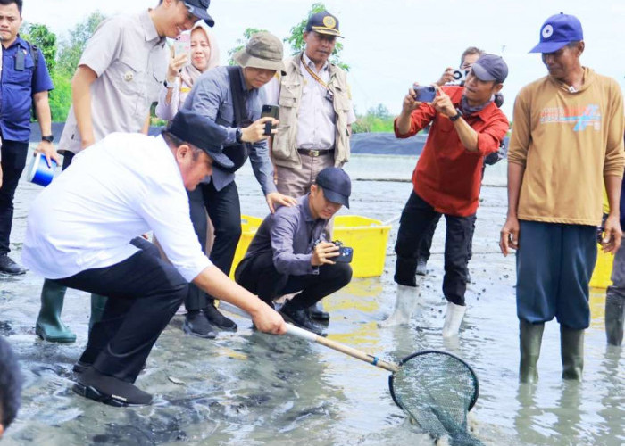 Panen Udang di Sungai Menang OKI, Gubernur Herman Deru Motivasi Petambak Tingkatkan Produksi dan Daya Saing