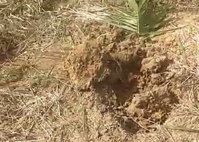 Kawanan Gajah Masuk Ladang Petani, Tanaman Petani  di PALI Rusak Parah 