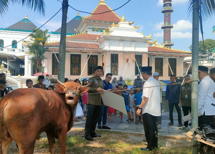 Bank Sumsel Babel Serahkan 3 Ekor Sapi Ke Masjid Agung Palembang Sebagai Hewan Kurban Idul Adha 1444H/2023