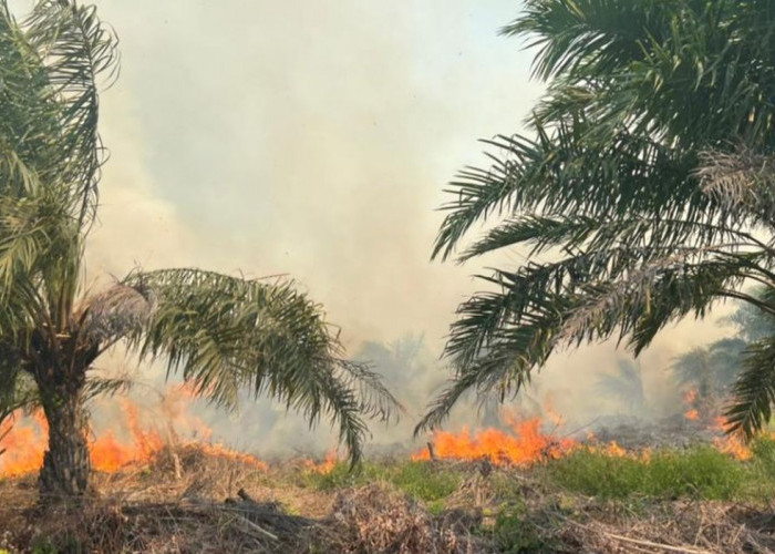 Sudah 305,4 Hektare Lahan di Sumsel Terbakar, Karhutlah Tertinggi Terjadi di Sini 