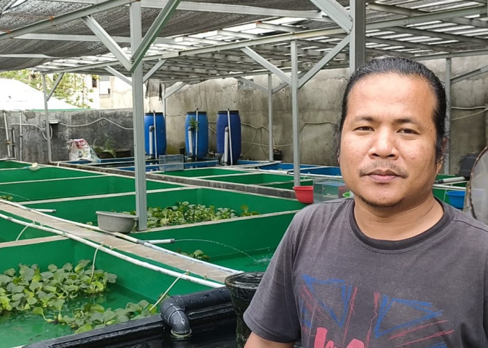 S7 Goldfish Farm, Peternakan Mas Koki Terbesar di Palembang, Penghobi Ikan Buncit Wajib Datang Kesini