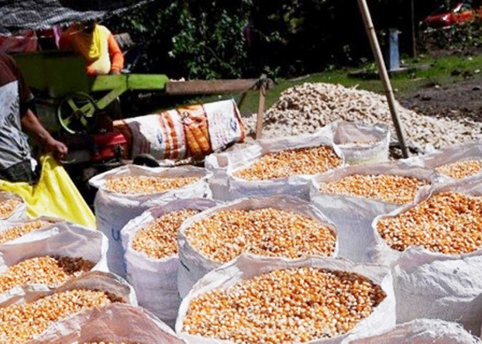 Desa Daenaa Panen 3.600 Ton Jagung Setiap Tahun, Ekonomi Desa Makin Moncer dengan AgenBRILink dan BRImo