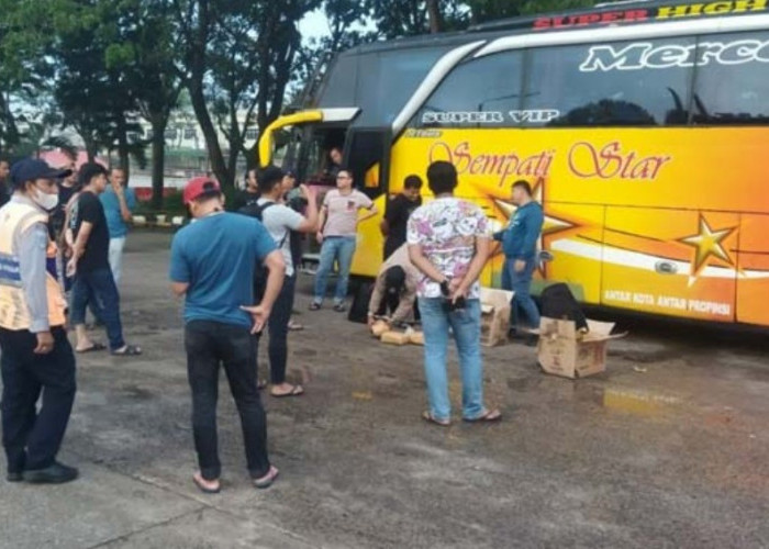 BREAKING NEWS: Bus AKAP Asal Aceh Sempati Star Selundupkan 30 Kg Ganja   