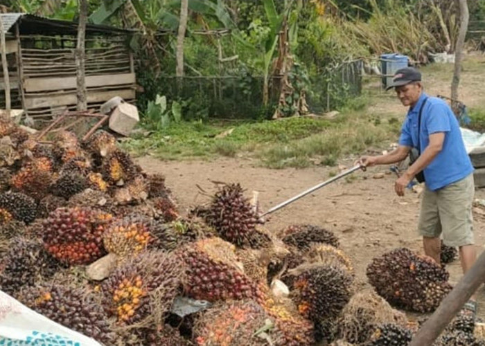 Petani Sawit Sumsel Sumringah, Harga TBS Nyaris Tembus Rp4.000 per Kg Pasca Lebaran
