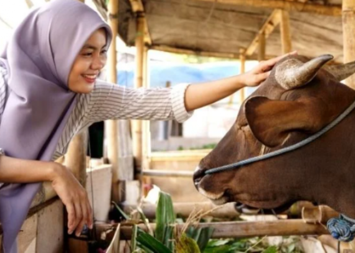 Wajib Tau, Berikut Niat dan Tata Cara Pemotongan Hingga Pembagian Daging Kurban