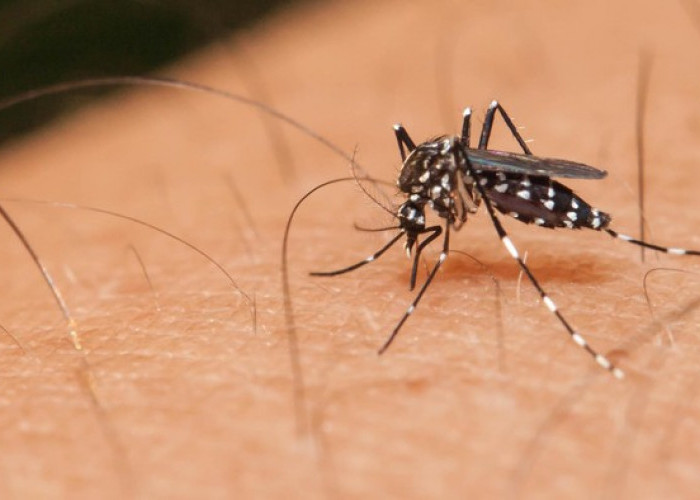 Waspada Puncak Kasus DBD di Bulan Februari, Palembang Mulai Pemantauan Aktif Vaksinasi Dengue