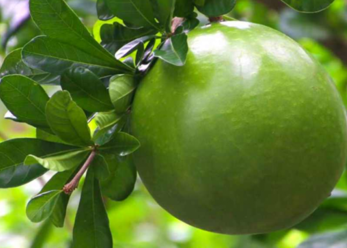 Mirip Melon, Buah Berenuk Dipercaya Punya Banyak Manfaat Kesehatan, Sebagai Penawar Racun Ular