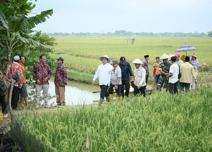 IP200 Panen 8 Ton Per Hektare  di Banyuasin