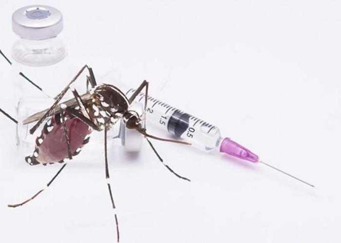 Ikut Vaksin DBD di Palembang Ortu Siswa Dapat Kompensasi Rp 350 Ribu