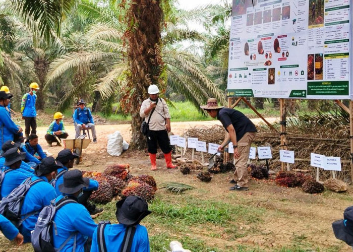 Petani Sawit OKU Belajar Kenali Benih Unggul, Cegah Salah Pilih Bibit