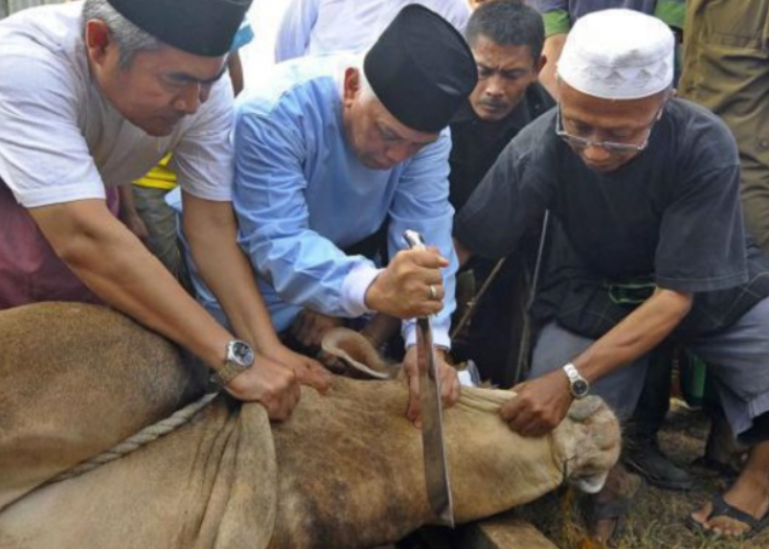 Selain Bentuk Syukur Pada Allah SWT, Ini Keutamaan dan Manfaat Berkurban