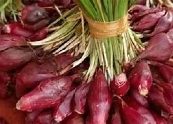 Bawang Dayak Bisa Turunkan Kolesterol dan Gula Darah, Apa Iya? Yuk Kenali Lebih Dekat