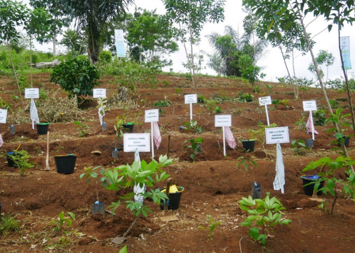 PLN UID S2JB Tanam 3.000 Pohon di Rejang Lebong, Perkuat Ekologi dan Harapan Ekonomi Warga