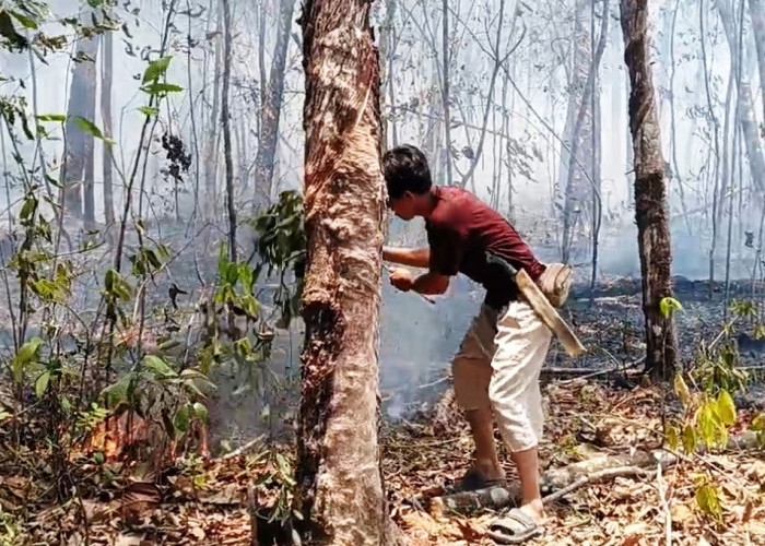 Ratusan Hektare Kebun Karet di Jerambah Besi Terbakar, Banyak Petani Menangis 
