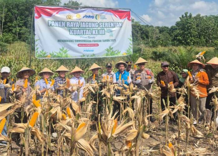 PLN Sukses Amankan Pasokan Listrik pada Panen Raya Jagung Serentak Bersama Kapolri di Sumatera Selatan