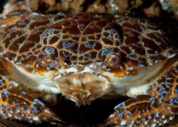 Influencer Ini Tewas Usai Bikin Konten Makan Kepiting Beracun 'Devil Crab'