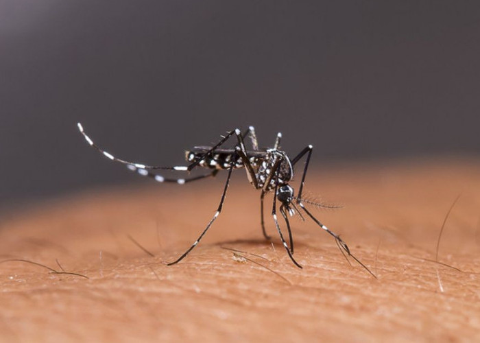 Waspada! Diperkirakan Puncak Kasus DBD di Sumsel Terjadi pada Januari-Februari