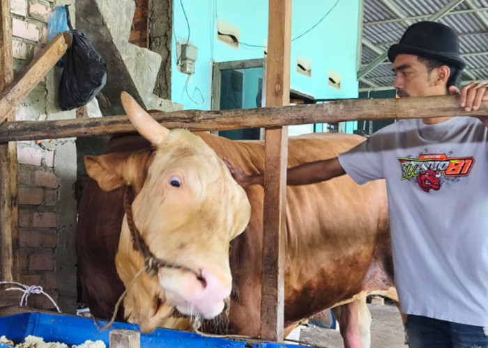 Presiden Prabowo Kurban di Palembang, Pilih Sapi Jenis Simminental Berbobot 1,18 Ton Bernama Arjuna