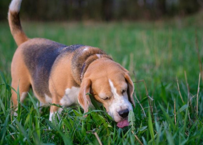 Bocah 5 Tahun Meninggal Digigit Anjing Kesayangan, Kenali Ciri-ciri Anjing Rabies, Nomor 5 Patut di Waspadai