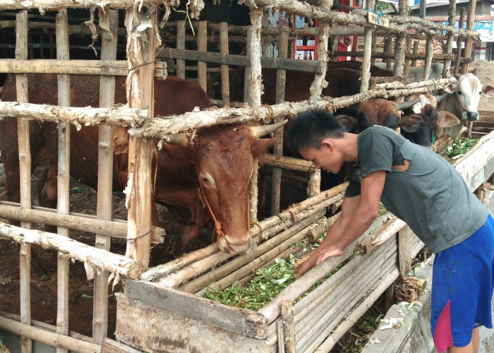 Penjual Hewan Qurban sapi dan kambing berlokasi di jalan KH Wahid Hasyim Kec. SU 1 Palembamg