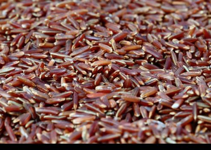 Nasi Merah vs Nasi Putih, Manakah yang Lebih Sehat? Yuk Simak Perbedaannya!