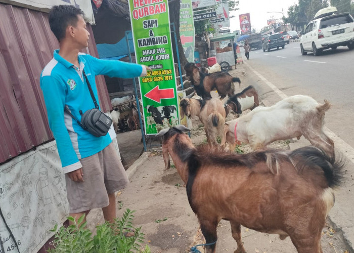 Penjual Hewan Kurban sapi dan kambing mbak Eva Abdul Kadir Alamat kandang di jalan Kancil Putih lokasi penjualan di jalan Demang lebar Daun seberang RS Musi Medika Cendika.