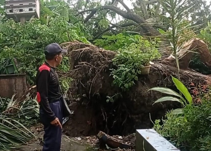 Puting Beliung Bikin Pohon Roboh dan Timpa Rumah Warga di  Komplek BSD  Palembang