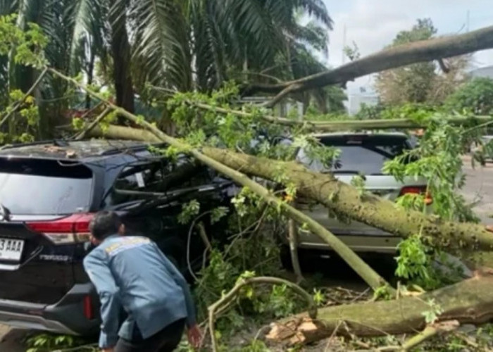 3 Mobil Hancur Tertimpa Pohon Tumbang di Kantor Camat Ilir Timur I Palembang