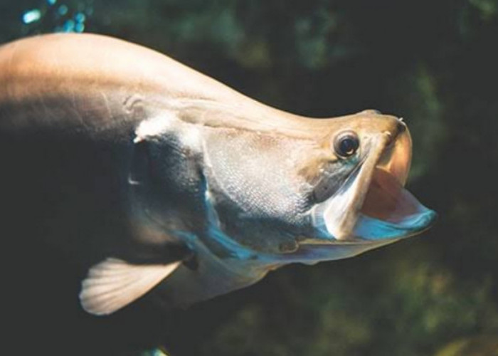 5 Fakta Ikan Belida, Maskot Air Mancur Kota Palembang