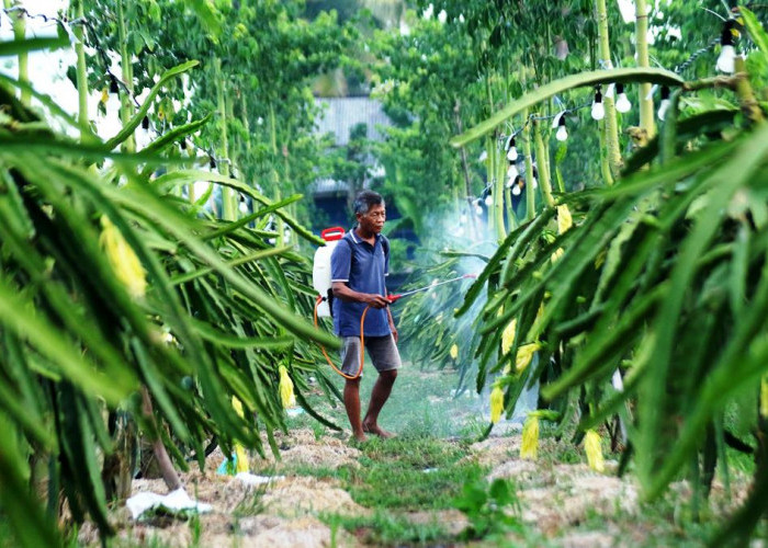 Dari Banyuwangi ke Pasar Lebih Luas, Petani Buah Naga Naik Kelas Berkat Program Klasterku Hidupku BRI