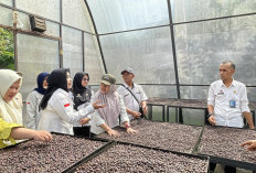 Kemenkum Sumsel Pantau Mutu Kopi Robusta Lahat sebagai Produk Indikasi Geografis, Dorong Pendapatan Petani 