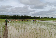 Kisah Klaster Lumbung Pangan Bhakti Tani di Palembang, Tumbuh Bersama BRI Melalui Program Klasterku Hidupku