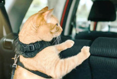 Penting Jaga Kebersihan Kabin Mobil saat Bawa Hewan Peliharaan, Berikut Tips dan Triknya