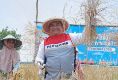 Terbengkalai Sejak 2008, Lahan Pertanian di Pengabuan Kini Produktif 
