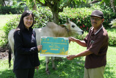 Pertamina Patra Niaga Kilang Plaju Salurkan Hewan Kurban di Idul Adha, 48 Ekor Sapi dan 4 Ekor Kambing