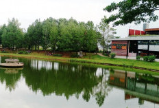 Lokasi Joging Track di Palembang, Coba ke Pinewood Park Country CGC, Pemandangan Pohon Pinus Nan Sejuk 