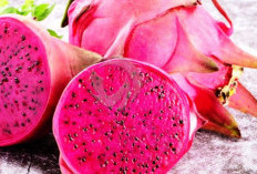 Konsumsi Buah Naga Saat Puasa, Rasakan Manfaat Bagi Kesehatan Tubuh