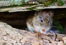 Heboh! Apa Itu Hantavirus? Penyebab Tewasnya 3 Penumpang Kapal Pesiar Mewah