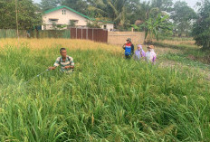 Pertamina Patra Niaga Kilang Plaju Perkuat Petani Rawa Lebak Sungai Rebo Lewat Mina Padi, Ini Hasil Gabahnya 